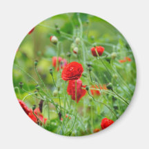 Mohnblume Magnete