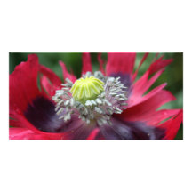 Mohnblume Photogrußkarten