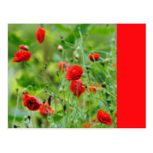 Mohnblume Postkarten