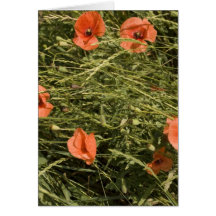 Mohnblumen im Weizen Karten