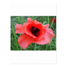 Mohnblumenkelch rouge cartes postales