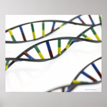 Molécules d'ADN (acide désoxyribonucléique) Affiche