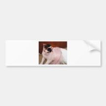 Mon chat adhésifs pour voiture