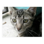 Mon chat en Dominique Cartes Postales