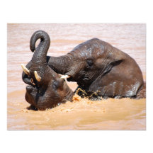 Monde de l'eau d'éléphants faire-part