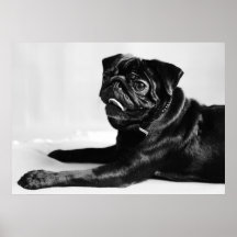 Mops Plakat