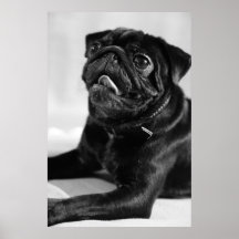 Mops Plakate