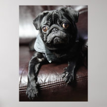 Mops Plakate
