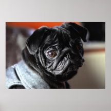 Mops Poster