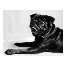 Mops Postkarten