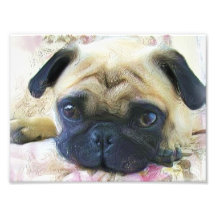 Mopshund Fotodruck
