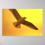 Mouette en vol affiche