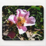 Mousepad - Biene auf einer wilden Rose mauspads