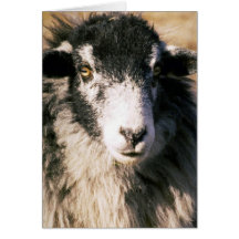 Moutons Carte De Vœux