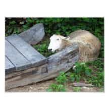 moutons impression photo