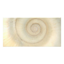 Muschel - Konchologie - weiße Spirale Photo Karten Vorlage
