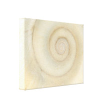 Muschel - Konchologie - weiße Spirale Gespannte Galeriedrucke