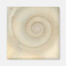 Muschel - Konchologie - weiße Spirale Kühlschrankmagnet
