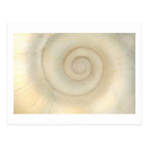 Muschel - Konchologie - weiße Spirale Postkarten