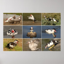 Muscovy-Enten-Collage Plakat