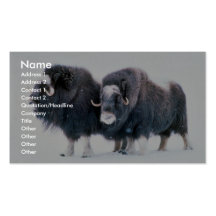 Muskoxen Visitenkarten Vorlage