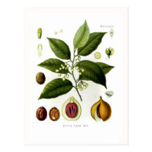 Myristica fragrans (Muskatnuss) Postkarten
