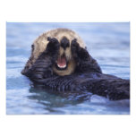 Na, USA, Alaska. Seeotter sind das größte Kunstfoto