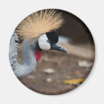 Nach Osten Afrikaner gekrönter Kran Magnets