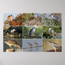 Nachtreiher-Collage Plakate