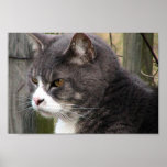 Nahaufnahme der fetten schwarzen Tabby-Katze mit B Posterdruck