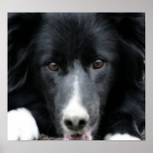 Nahes hohes Grenzcollie-Gesichts-Hundeplakat