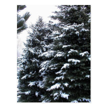 Neige sur des sapins carte postale