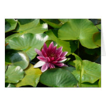 Nénuphar Rose des Carte Karten