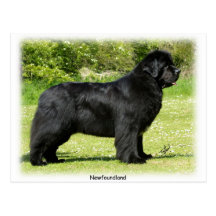 Neufundland 9T086D-088 Postkarte