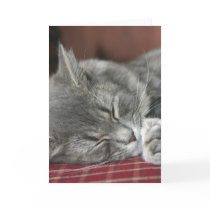 Nickerchen machende Tabby-Katze Notecard