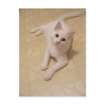 Niedliche Ausdruckkitty-Postkarte