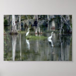 Niedliche Paare Louisiana-Reiher im Wasser nahe Mo Plakat