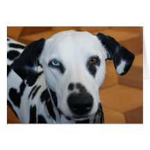 Niedlicher blaues Augen-Dalmatiner-Hund Karten
