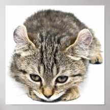 Niedliches Hochland-Luchs-Kätzchen Posterdrucke