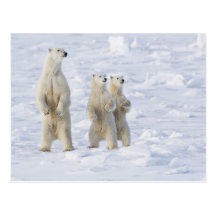 Nordamerika, Kanada, Manitoba, Churchill. 5 Postkarten