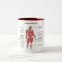Notes et café de muscles (vue antérieure) tasse