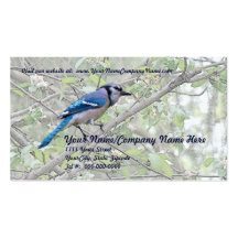 Oiseau chanteur de geai bleu modèles de cartes de visite