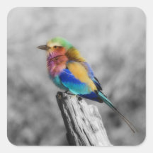 Oiseau d'arc-en-ciel autocollant