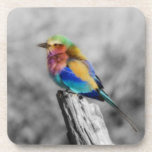 Oiseau d'arc-en-ciel sous-bocks