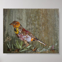 Oiseau de Barbet Affiche