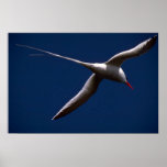 Oiseau tropical Rouge-Affiché en vol Affiche