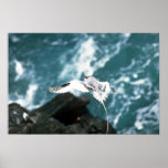 Oiseau tropical Rouge-Affiché en vol Posters