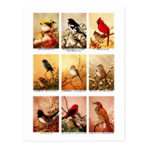Oiseaux Cartes Postales