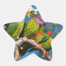 oiseaux colorés autocollants en étoile