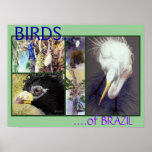 OISEAUX d'affiche du Brésil